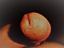 Eikel., foto 2048x1536, 0 reacties, 1 stemmen