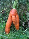 Goed geschapen!, foto 719x959, 1 reacties, 1 stemmen