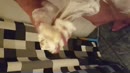 Ik word zoooo, film 00:00:25, 0 reacties, 8 stemmen