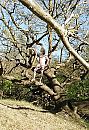 Je kan de boom in!, foto 699x1012, 1 reacties, 2 stemmen