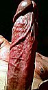 P.A.A.S.T.A.A.S, foto 255x468, 0 reacties, 0 stemmen