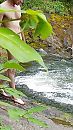 Taking  full naked river walk., foto 450x800, 0 reacties, 1 stemmen