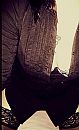 Teasing you!, foto 324x531, 12 reacties, 130 stemmen