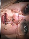 Voor dancegirl!!!, foto 2448x3264, 3 reacties, 11 stemmen