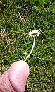 bloem, foto 1232x2048, 1 reacties, 9 stemmen