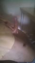close up jonge pik, foto 1520x2688, 0 reacties, 3 stemmen
