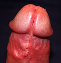 eikel close, foto 2269x2316, 1 reacties, 6 stemmen