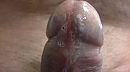 geile pik, foto 2592x1456, 3 reacties, 5 stemmen