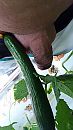 grootte is relatief, foto 2250x4000, 0 reacties, 3 stemmen