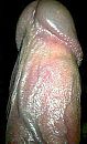 het OPPERHOOFD, foto 265x432, 0 reacties, 1 stemmen