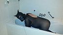 hondje wassen, foto 958x539, 0 reacties, 1 stemmen