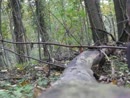 in het bos...., film 00:00:00, 4 reacties, 34 stemmen