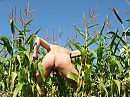 in corn field, foto 2048x1536, 2 reacties, 12 stemmen