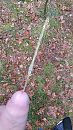 paal, foto 2250x4000, 5 reacties, 19 stemmen