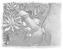 pentekening, foto 2475x1933, 3 reacties, 2 stemmen