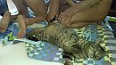 poes doet ook mee!, foto 3264x1836, 2 reacties, 7 stemmen