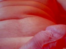 xxx, film 00:00:00, 3 reacties, 15 stemmen