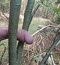 De Boomslang, foto 3522x3792, 6 reacties, 18 stemmen