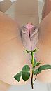 Een giftxx, foto 576x1024, 7 reacties, 15 stemmen