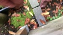 Geil in de tuin, film 00:00:00, 34 reacties, 101 stemmen