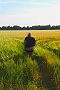Haver, foto 2520x3776, 1 reacties, 9 stemmen