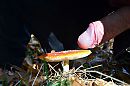 Herfst bouquet, foto 4000x2649, 5 reacties, 15 stemmen