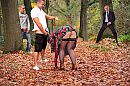 Herfst, foto 2128x1416, 13 reacties, 126 stemmen