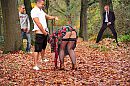 Herfst, foto 2128x1416, 13 reacties, 124 stemmen