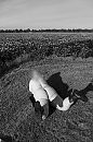 Hunebed, foto 2520x3776, 7 reacties, 25 stemmen