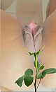 Met deze hete dagen de bloemen, foto 540x874, 18 reacties, 127 stemmen