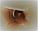Met ring., foto 773x638, 2 reacties, 5 stemmen
