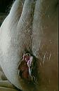 My boipussy, foto 427x656, 1 reacties, 2 stemmen