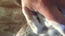 Net lekker geschoren, film 00:00:00, 11 reacties, 41 stemmen