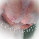 Netjes...., foto 2448x2448, 9 reacties, 46 stemmen