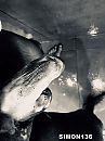 SCHUIM, foto 480x640, 12 reacties, 20 stemmen