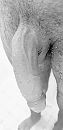 Slap, foto 1944x4000, 7 reacties, 21 stemmen