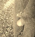 Twee Boomstronken, foto 2247x2332, 1 reacties, 8 stemmen