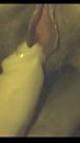 Vibrator, foto 1242x2208, 2 reacties, 15 stemmen