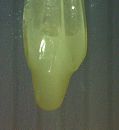 Was lekker!!!!!, foto 604x656, 19 reacties, 41 stemmen