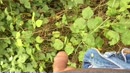 Wildplassen, film 00:00:26, 6 reacties, 14 stemmen