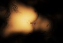 ..., foto 4000x2770, 1 reacties, 32 stemmen