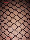 close up net panty, foto 3000x4000, 1 reacties, 2 stemmen