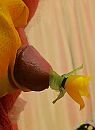 lol, foto 1552x2104, 5 reacties, 15 stemmen