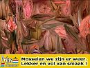 ze zijn er weer, foto 710x542, 8 reacties, 48 stemmen
