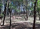 Boswandeling!, foto 1333x1000, 3 reacties, 13 stemmen