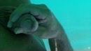 De indische oceaan bevruchten, film 00:00:16, 3 reacties, 16 stemmen