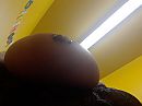 Gepiercde tepels, foto 1919x1440, 4 reacties, 30 stemmen