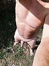 Geringd naar buiten, foto 2448x3264, 1 reacties, 7 stemmen