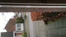 Het blijft een spannende kik, film 00:00:00, 2 reacties, 5 stemmen