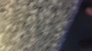 Hoe worden paaseieren gelegd, film 00:00:26, 0 reacties, 2 stemmen